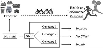 Sport Nutrigenomics: <mark class="highlighted">Personalized Nutrition</mark> for Athletic Performance